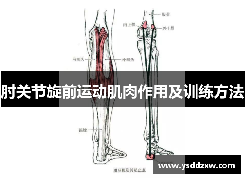 肘关节旋前运动肌肉作用及训练方法