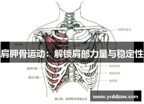 肩胛骨运动：解锁肩部力量与稳定性